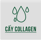 Cấy Collagen
